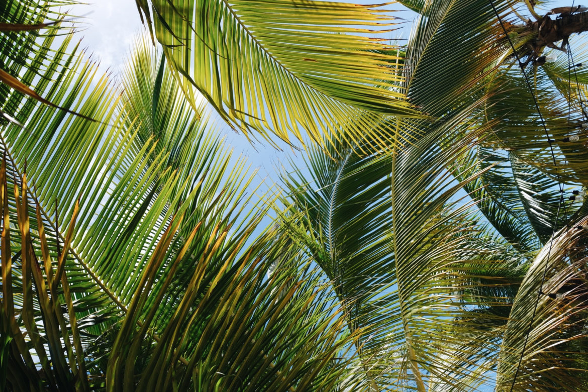 Naturaleza en Caicos del Norte y Central