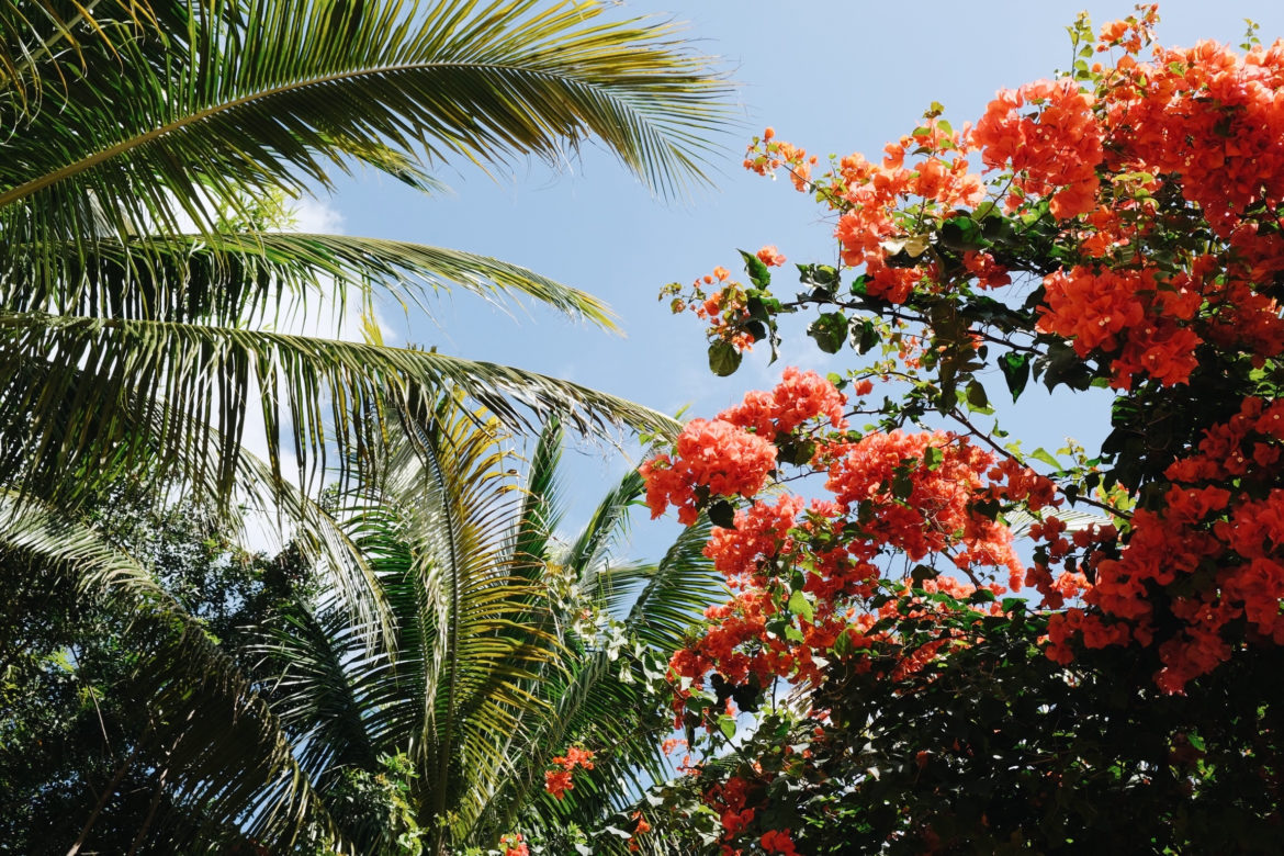 Naturaleza en Miami