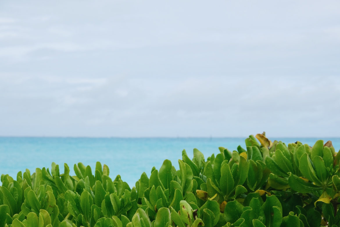 Bosque y mar en Providenciales