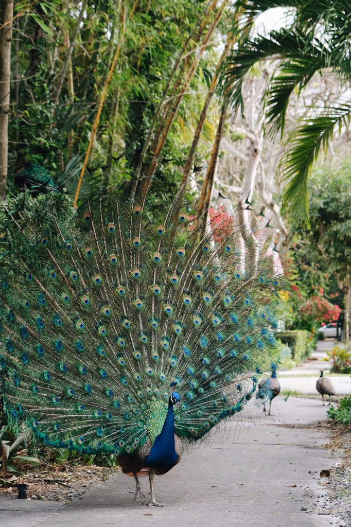 Pavos reales en Seminole Street Miami