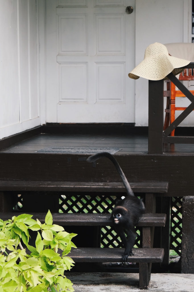 Mono de anteojos pequeñito en Islas Perhentian