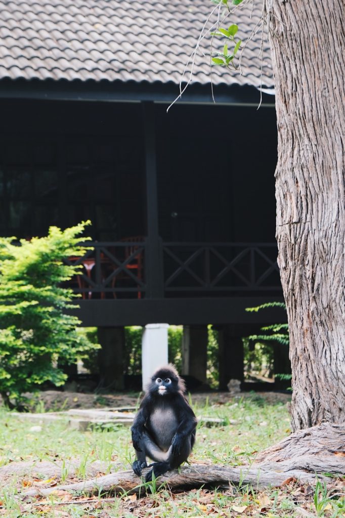 Monos de anteojos en las Islas Perhentian