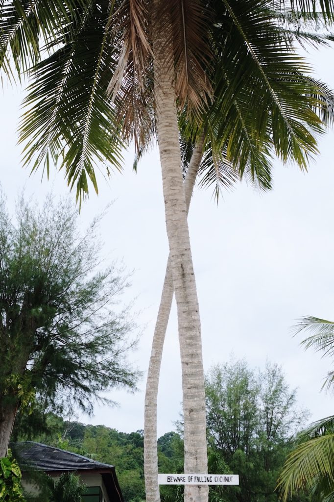 Palmera en Islas Perhentian