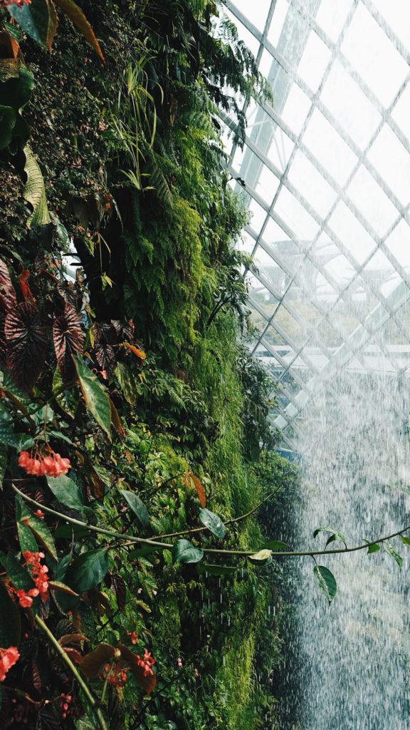 Vegetación y cascada de Cloud Forest, Singapur