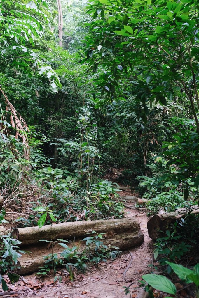 Jungla en Islas Perhentian